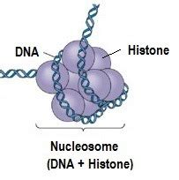 naked dna is called chromatin|Chapter 4 Review Flashcards